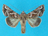 Thysanoplusia clarci